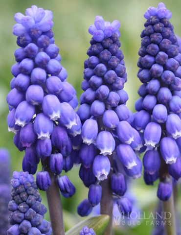 Blue Grape Hyacinth or Muscari Jumbo Pack 
