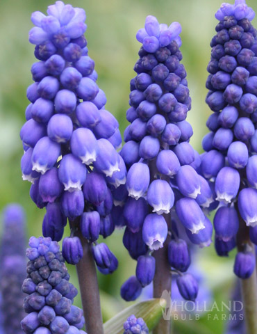 Blue Grape Hyacinth or Muscari 