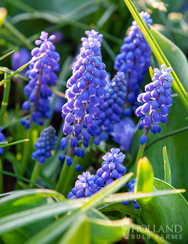 Blue Grape Hyacinth or Muscari - 83144