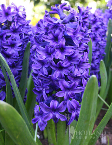 Blue Jacket Hyacinth 