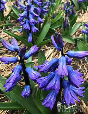 Blue Jacket Hyacinth - 84110