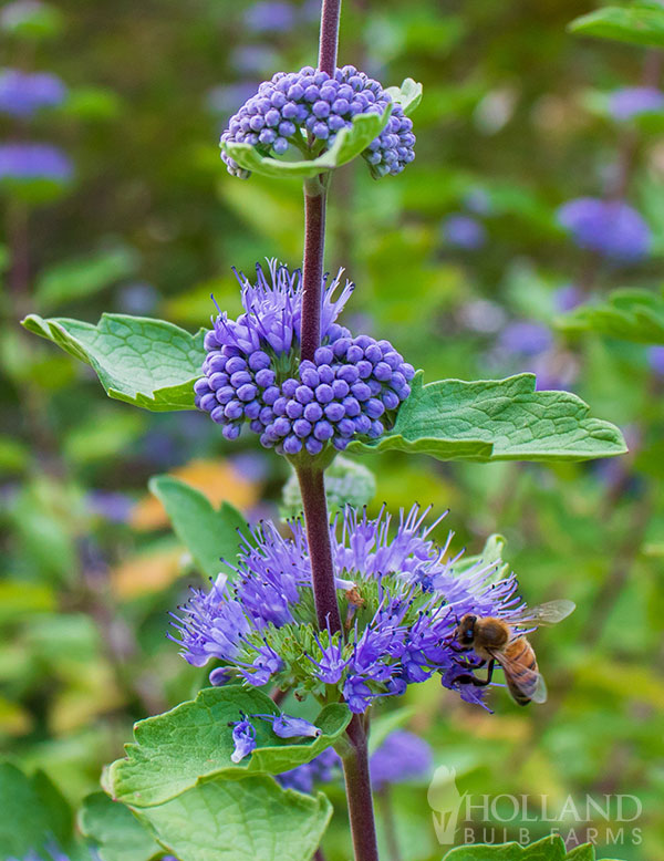 Blue Mist Bluebeard Caryopteris Pre-Potted Shrub