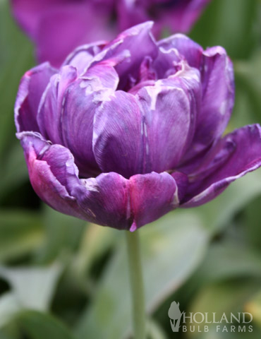 Blue Spectacle Double Early Tulip - 88148
