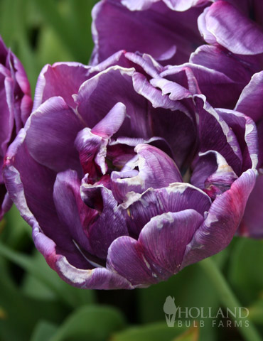 Blue Spectacle Double Early Tulip 