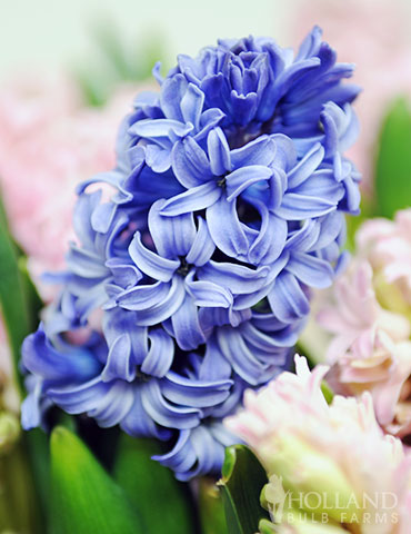 Blue Star Hyacinth - 84119