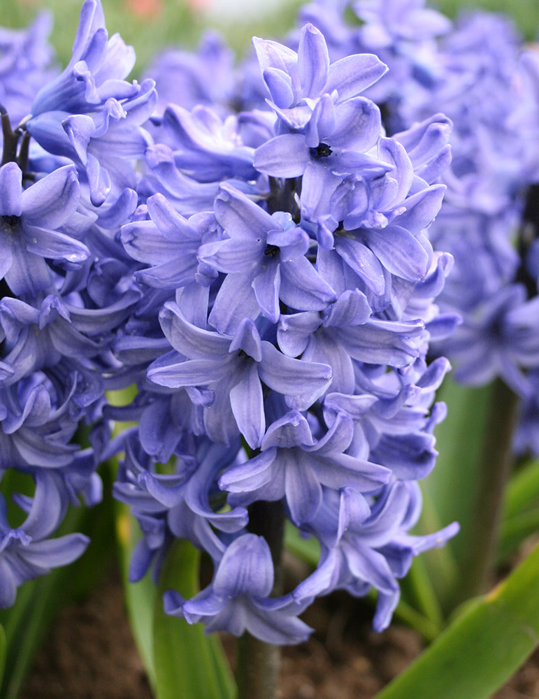 Blue Star Hyacinth 