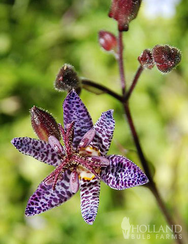 Blue Wonder Toad Lily - 77277