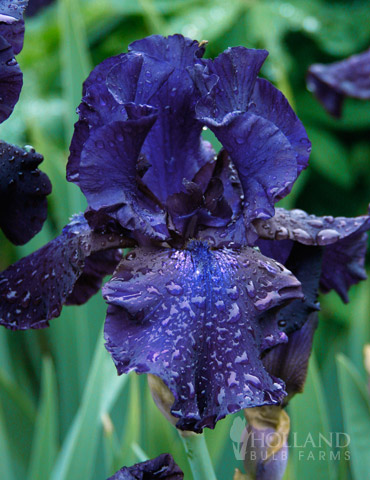 Blueberry Bliss Bearded Iris 