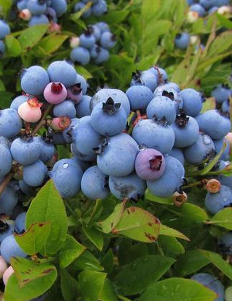 Blueray Blueberry - 75157