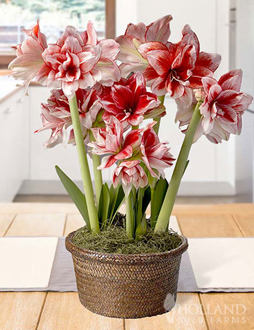 Blushing Belle Potted Bulb Garden potted bulb garden, garden gifts, amaryllis gifts, amaryllis bulbs, garden gifts, indoor garden gifts, pre-planted flower gardens, amaryllis bulbs, amaryllis blooming gardens