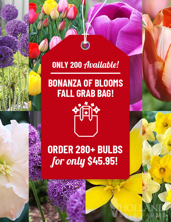 Bonanza of Blooms Fall Grab Bag 