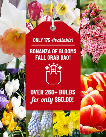 Bonanza of Blooms Fall Grab Bag - 89520