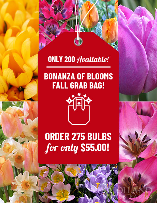 Bonanza of Blooms Fall Grab Bag