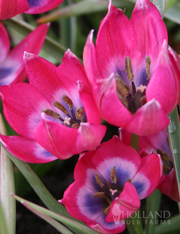 Botanical Tulip Collection - 88279