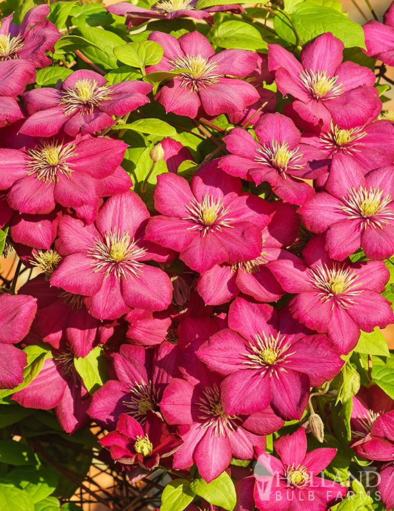 Bourbon™ Pre-Potted Clematis