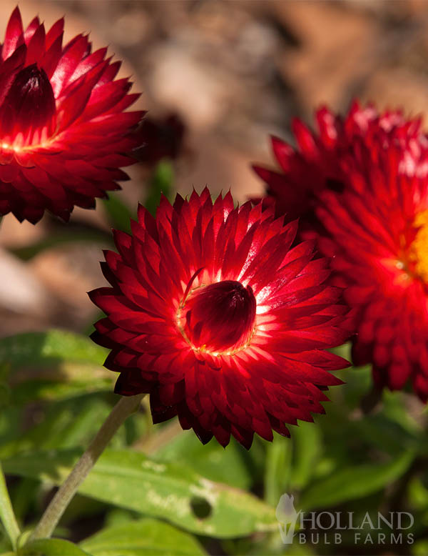 Bracteantha Cottage Bronze