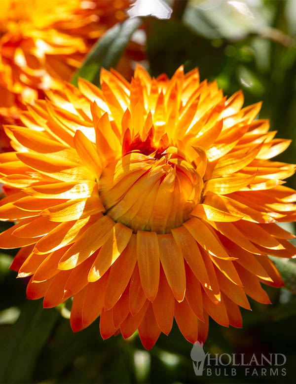 Bracteantha SunBrero Orange Pre-Potted