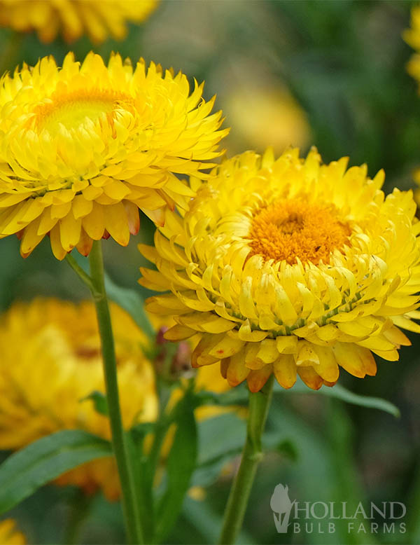 Bracteantha SunBrero Yellow Pre-Potted