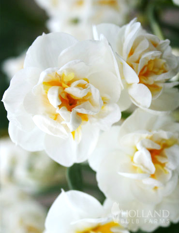 Bridal Crown Daffodil - 82128