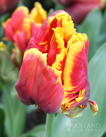Bright Parrot Tulip - 88223