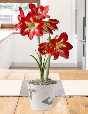 Bright Spark Potted Bulb Garden - MG1249