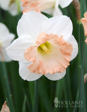 British Gamble Daffodil 