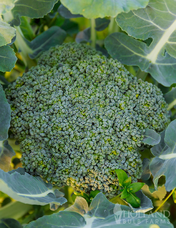 Broccoli Green Magic Plant Start Trio
