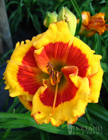 Brookwood Lee Causey Daylily 