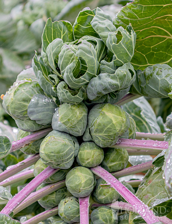 Brussels Sprouts Gladius Plant Start Trio