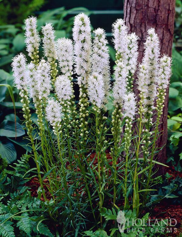 Bulk White Liatris (100 Bulbs)