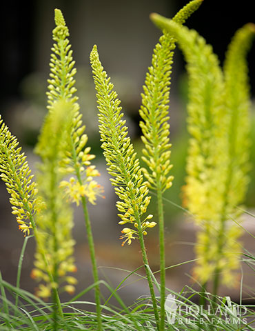 Bungei Yellow Foxtail Lily - 87114