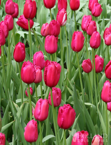 Burgundy Lace Fringed Tulips - 88206
