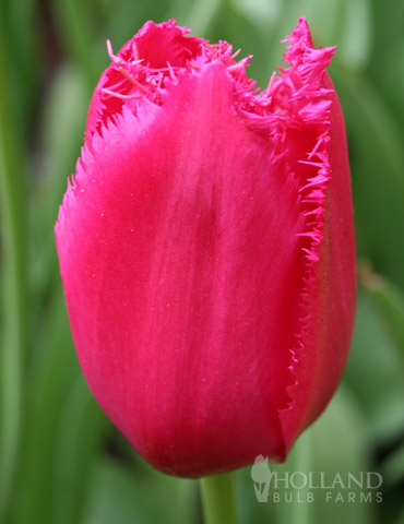 Burgundy Lace Fringed Tulips 