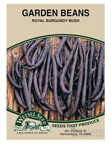 Bush Bean Royal Burgundy 