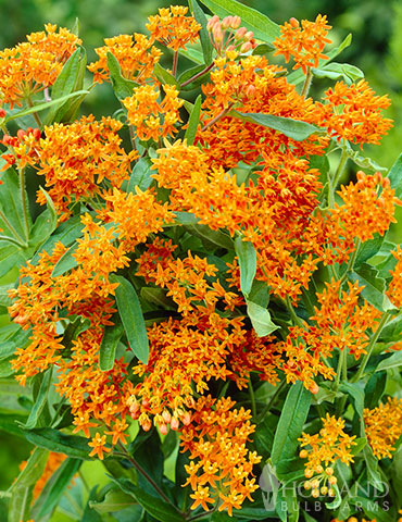 Butterfly Weed - 77279