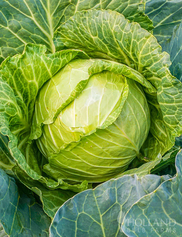 Cabbage Stonehead Plant Start Trio
