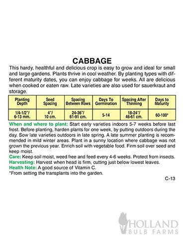 Cabbage Stonehead - 75574