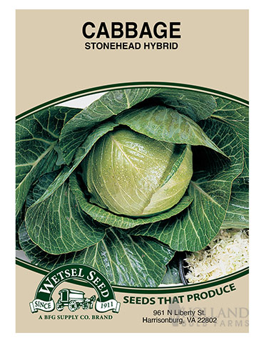 Cabbage Stonehead 