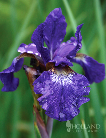 Caesars Brother Blue Siberian Iris 