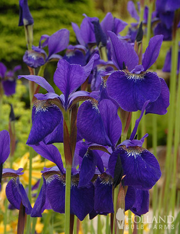 Caesar's Brother Blue Siberian Iris
