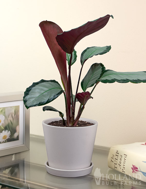 Calathea Northern Lights Houseplant