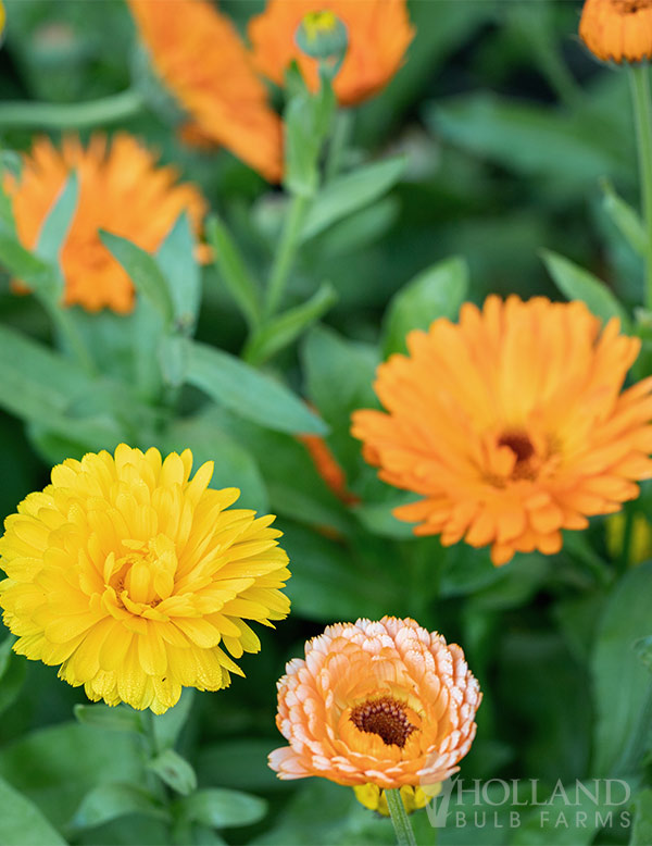 Calendula Bon Bon Mix Pre-Potted Trio