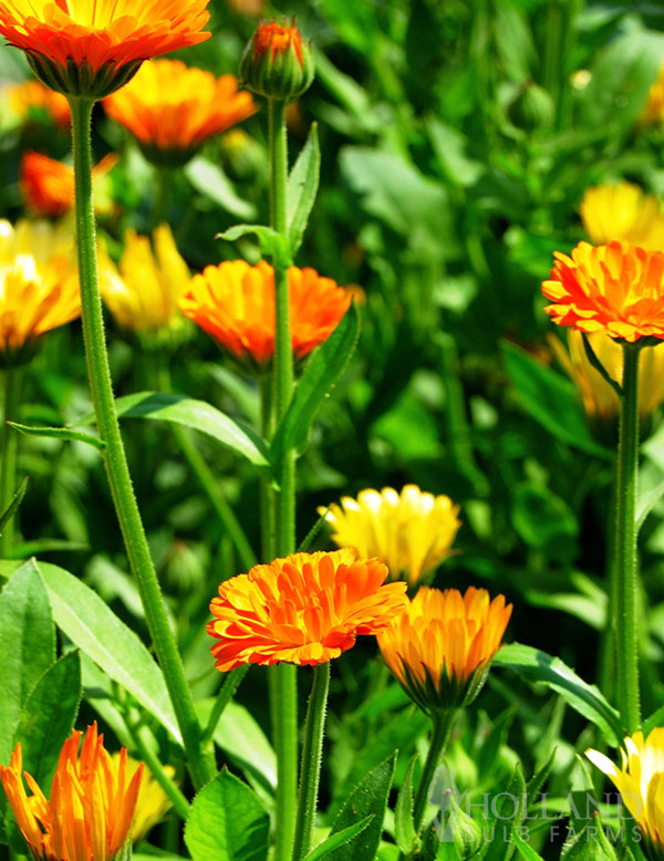 Calendula Bon Bon Mix