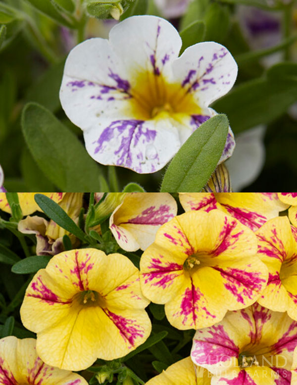 Calibrachoa Candy Shop Bag of Trix Plant Start Trio