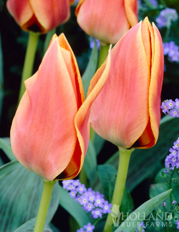 Calypso Greigii Tulips - 88397