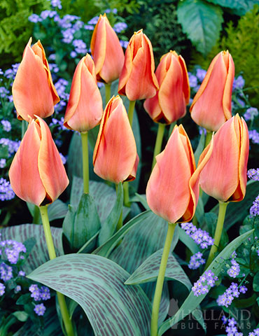 Calypso Greigii Tulips