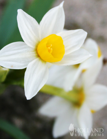 Canaliculatus Daffodil Jumbo Pack - 82102
