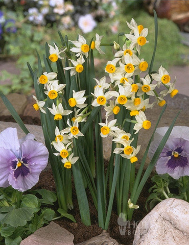 Canaliculatus Daffodil Jumbo Pack 