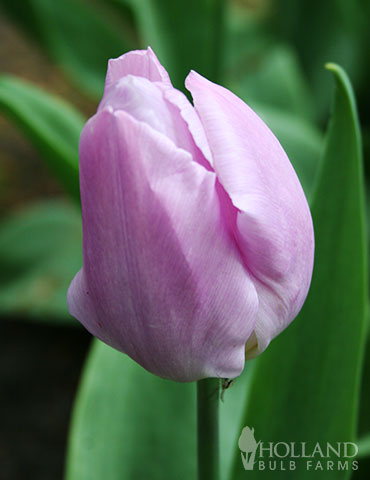 Candy Prince Tulip Value Pack candy prince tulips, tulip bulbs for sale, best deal on tulips, where to buy tulips online, cheap bulbs, affordable flower bulbs