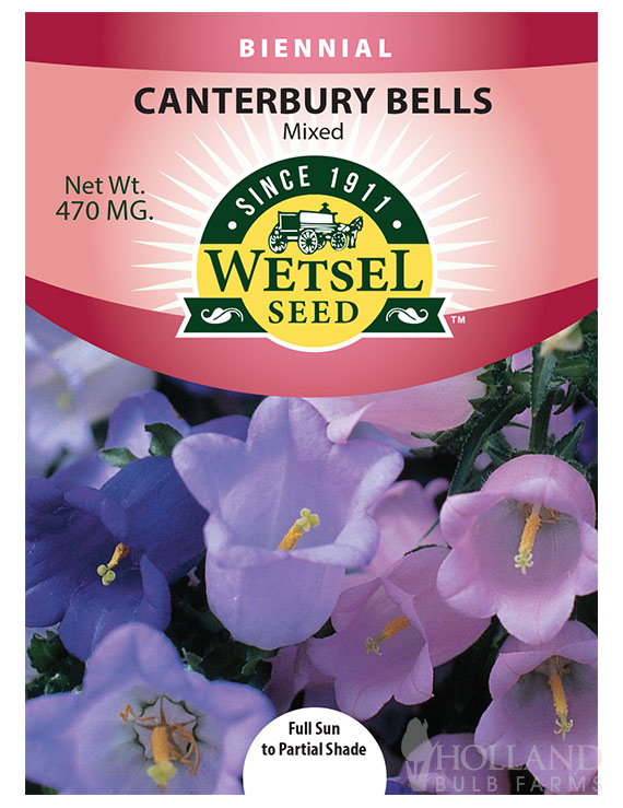 Canterbury Bells 